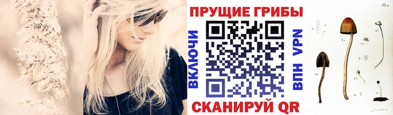 закладка  Светогорск  Псилоцибиновые грибы мухоморы 
